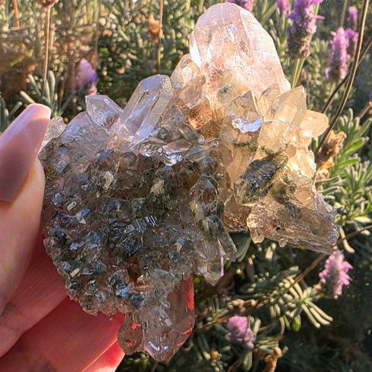 A Grade Rare Faden Garden Quartz Crystal Cluster