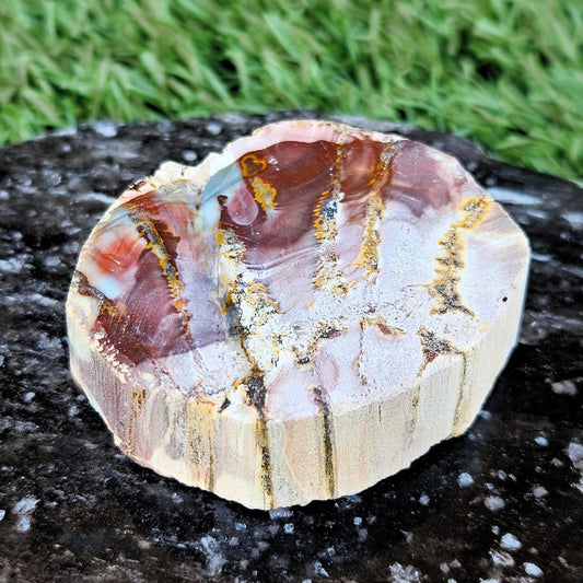 Semi-Polished Petrified Wood