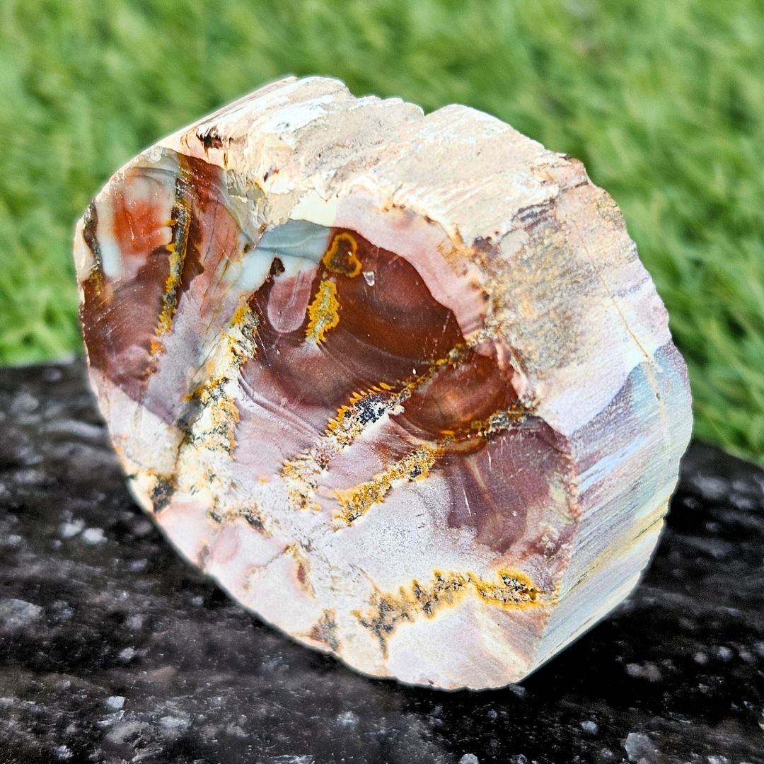 Semi-Polished Petrified Wood