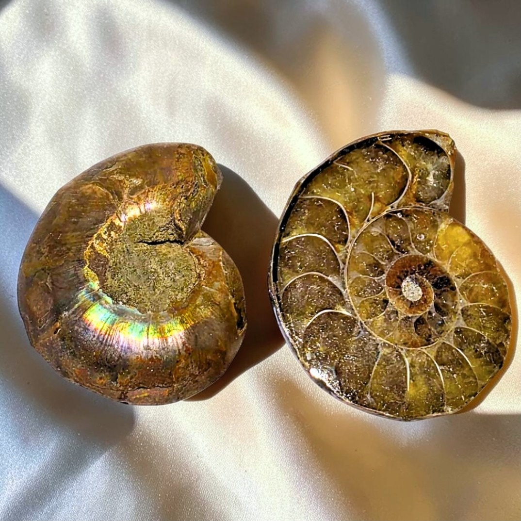 Iridescent Ammonite Fossil Shell Pair