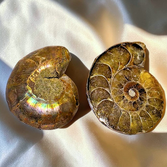 Iridescent Ammonite Fossil Shell Pair
