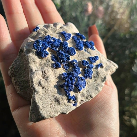 Druzy Azurite Suns Specimen Cluster - 8cm Malbunka Copper Mine, NT