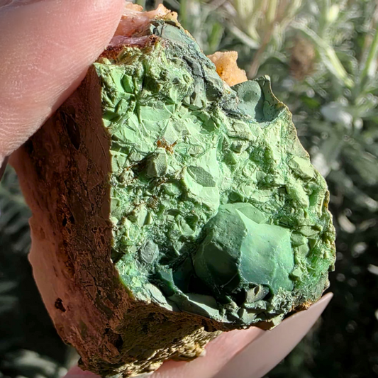 Apple Green Chrysoprase in Chalcedony Cluster - Marlborough, QLD