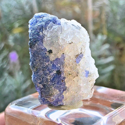 Natural Tanzanite in Quartz Specimen