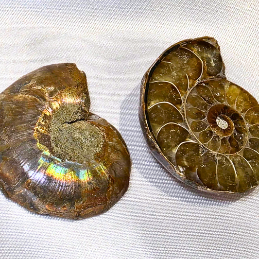 Iridescent Ammonite Fossil Set