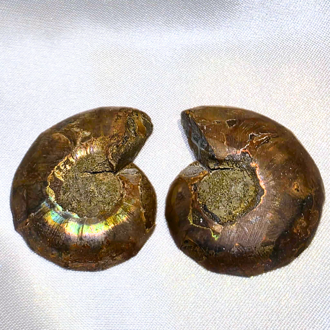 Iridescent Ammonite Fossil Set