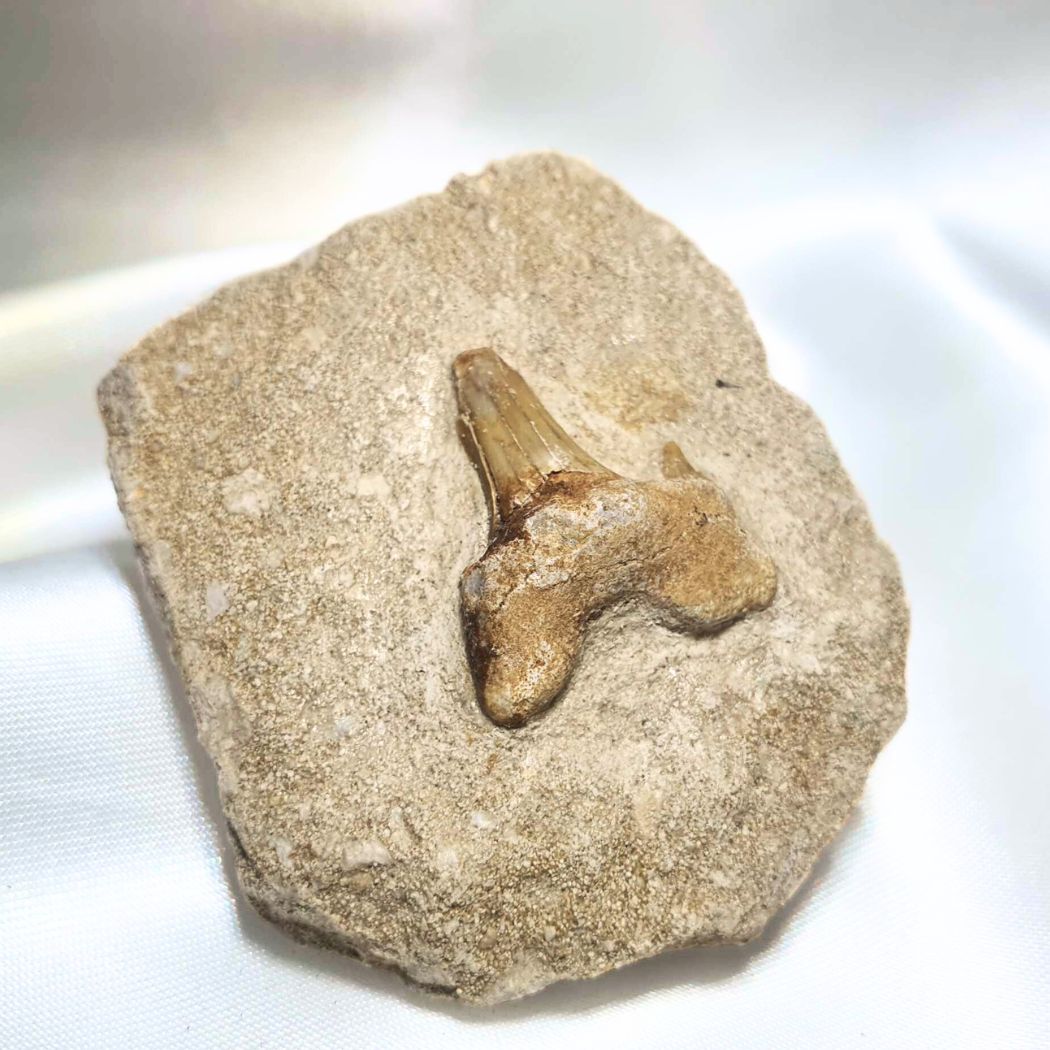 Megalodon Shark Tooth Fossil