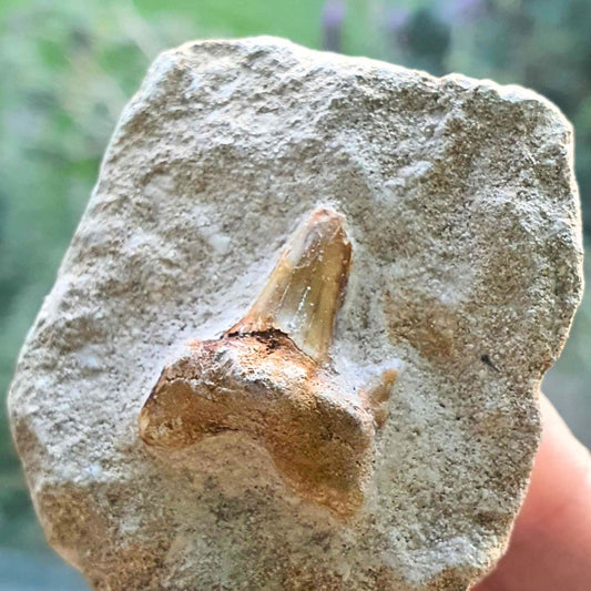 Megalodon Shark Tooth Fossil