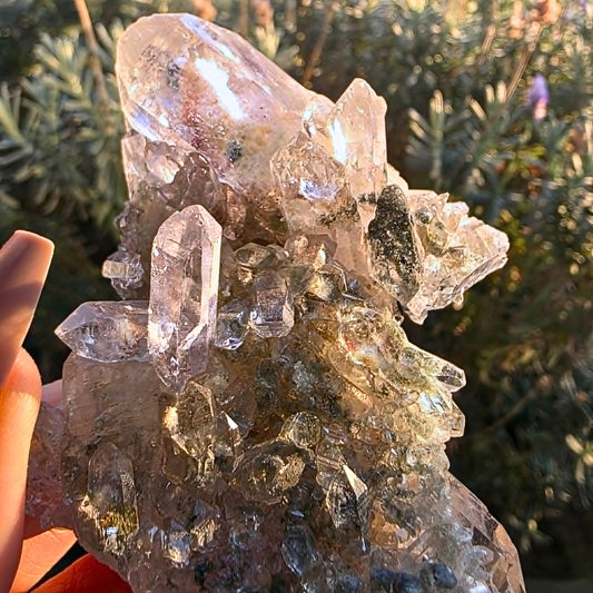 A Grade Rare Faden Garden Quartz Crystal Cluster