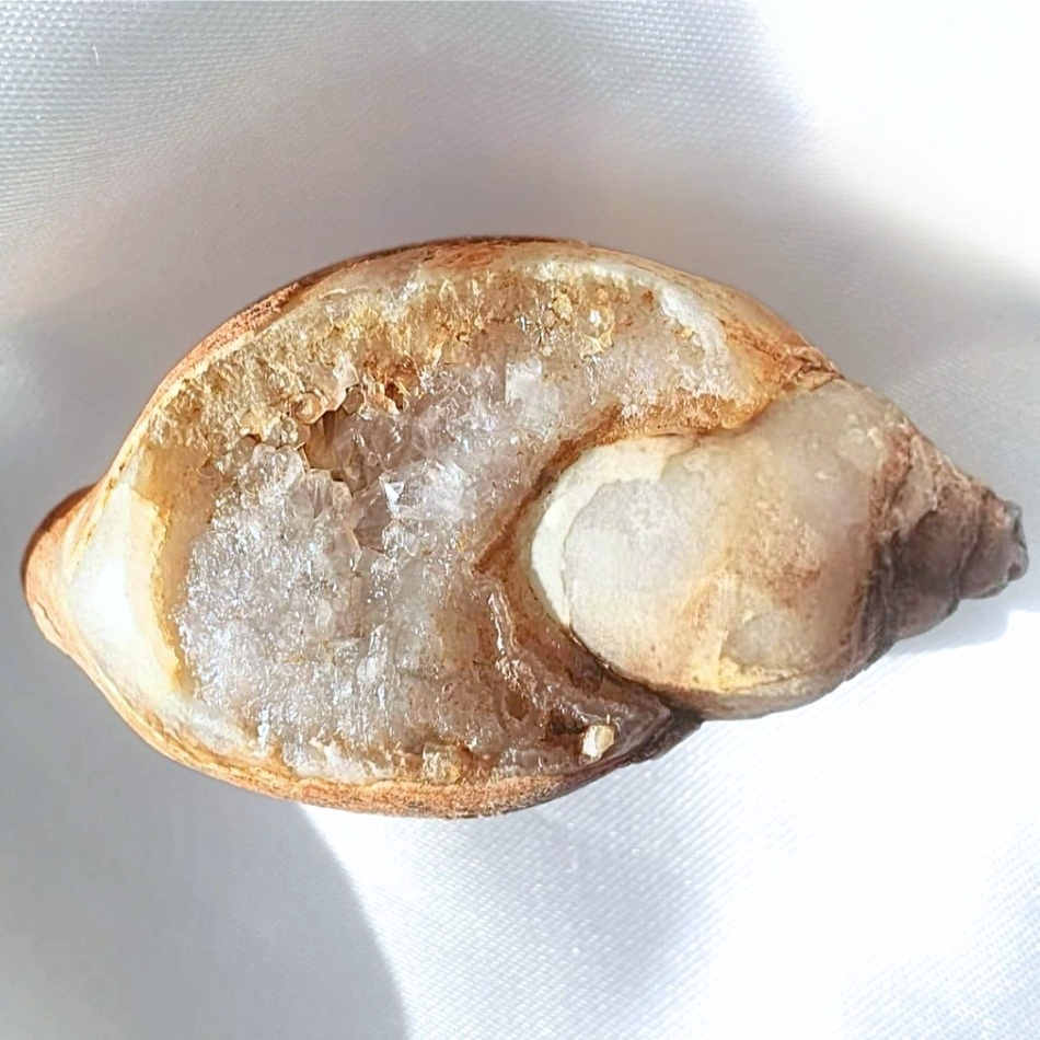 Rare Spirallite Shell Fossil with Druzy Quartz (includes certificate)