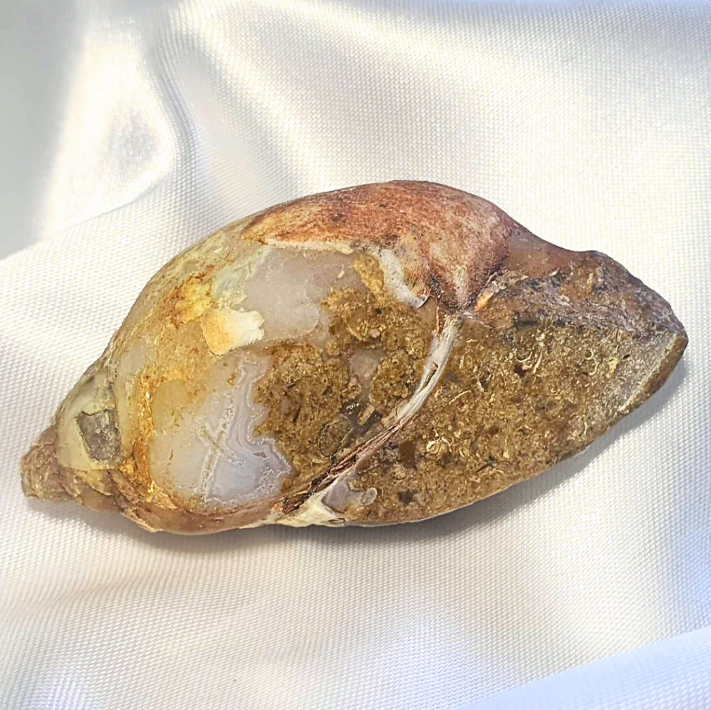 Rare Spirallite Shell Fossil with Druzy Quartz (includes certificate)