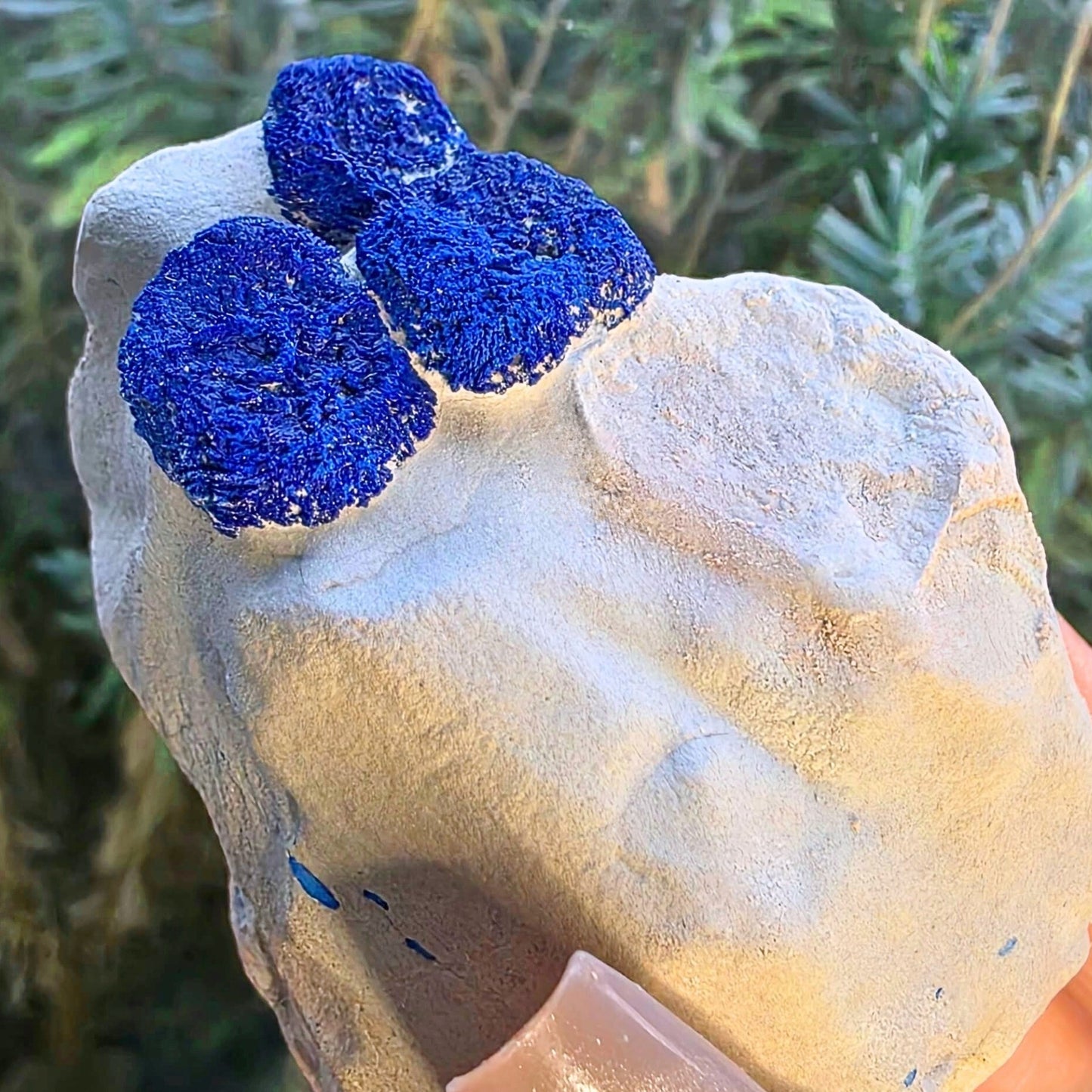 Limited Piece Druzy Azurite Sun Cluster Specimen - Malbunka Copper Mine, NT