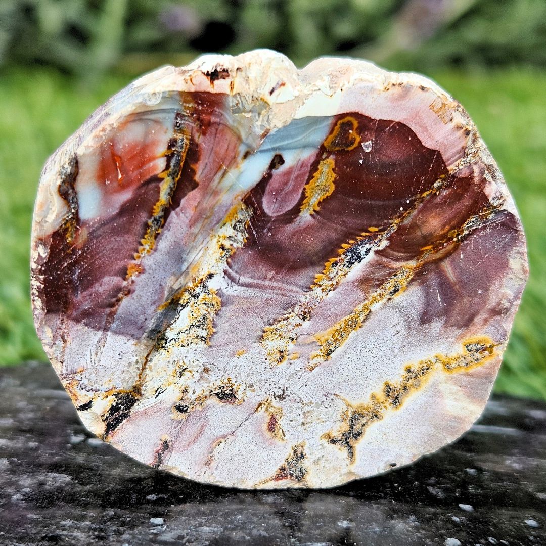 Semi-Polished Petrified Wood