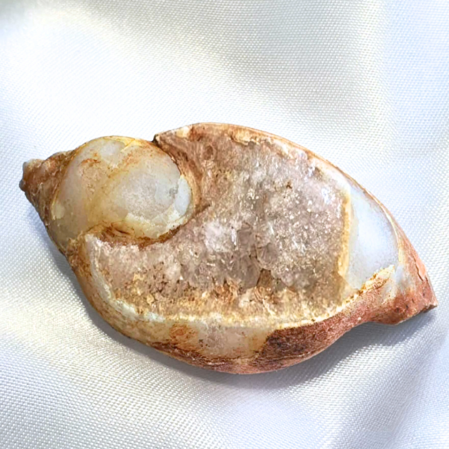 Rare Spirallite Shell Fossil with Druzy Quartz (includes certificate)