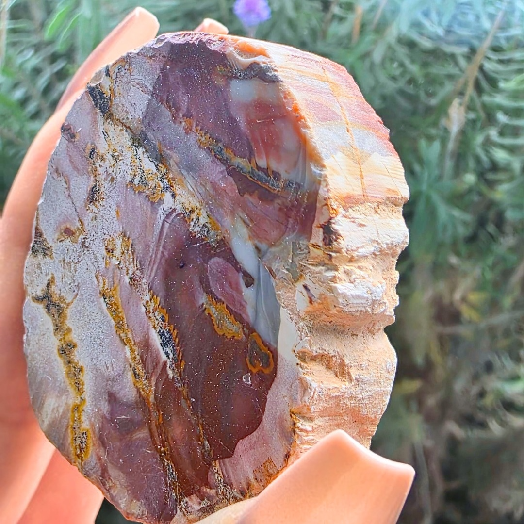 Semi-Polished Petrified Wood  with Agate Crystal