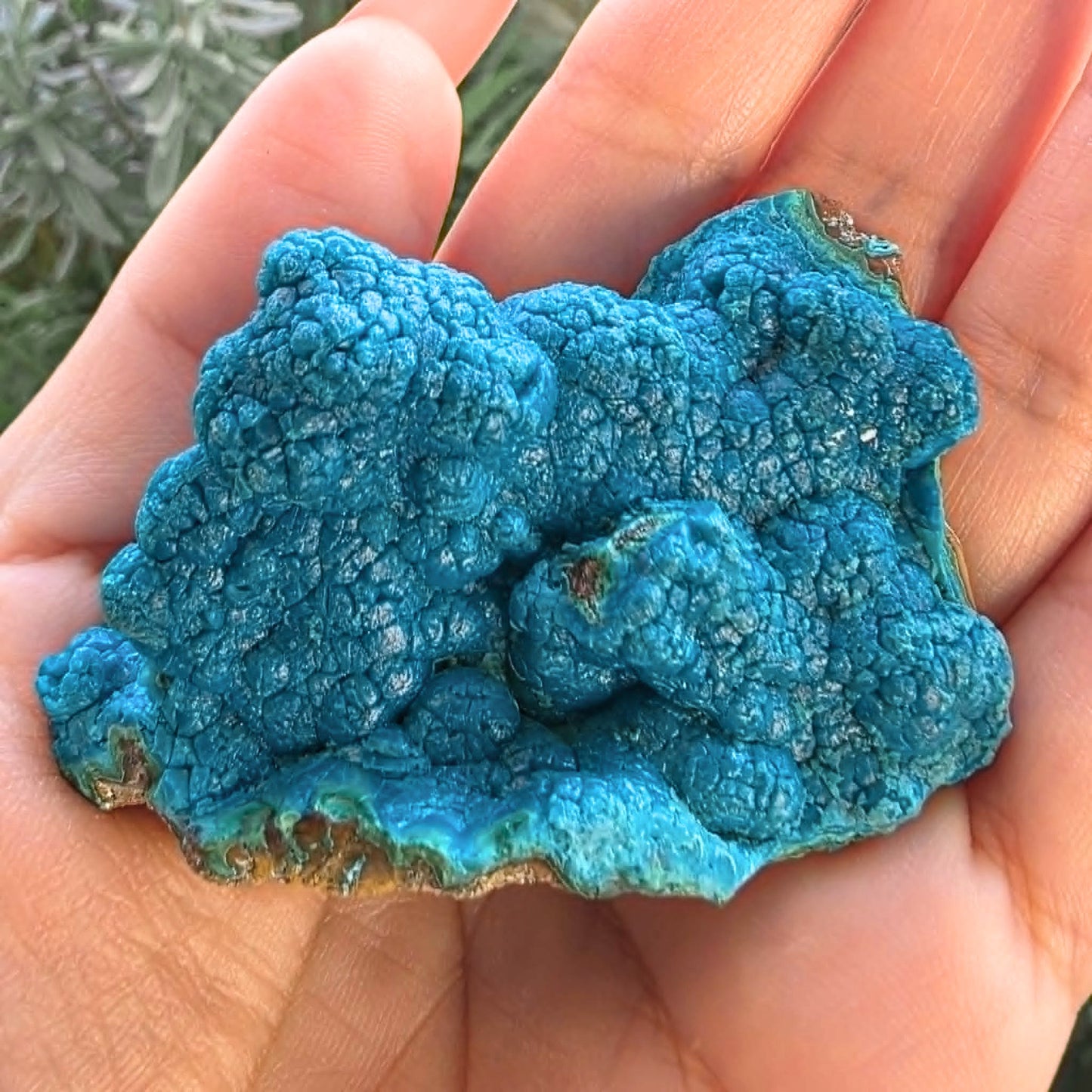 Extra Grade Silica Botryoidal Chrysocolla Cluster - DRC