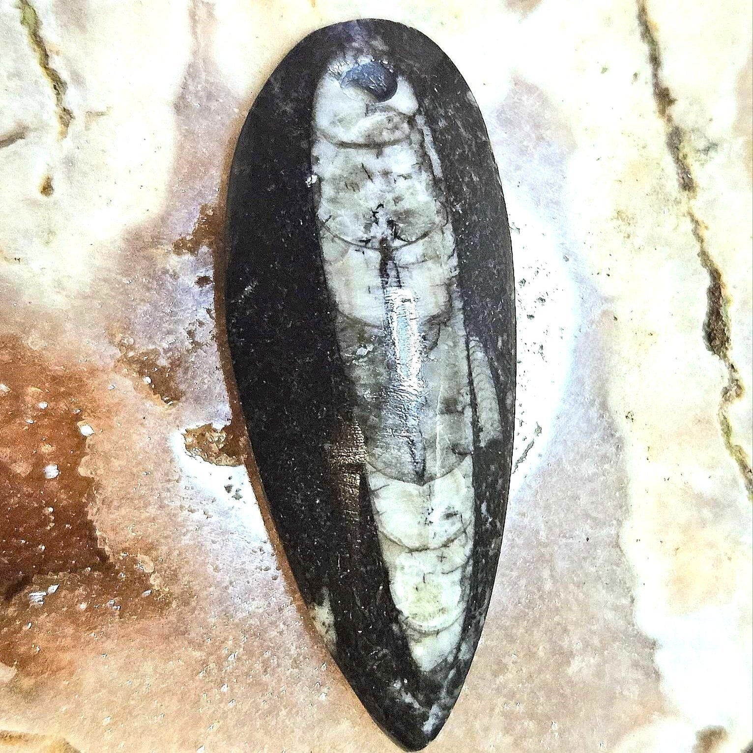 Orthoceras Natural Fossil - Pendant or Charm