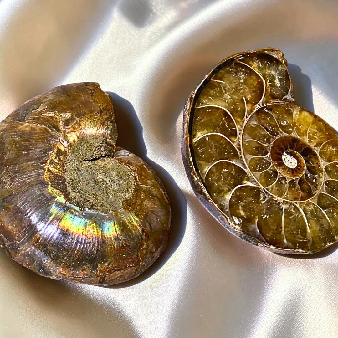 Iridescent Ammonite Fossil Shell Pair