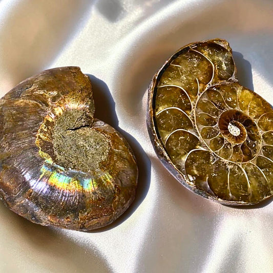 Iridescent Ammonite Fossil Shell Pair