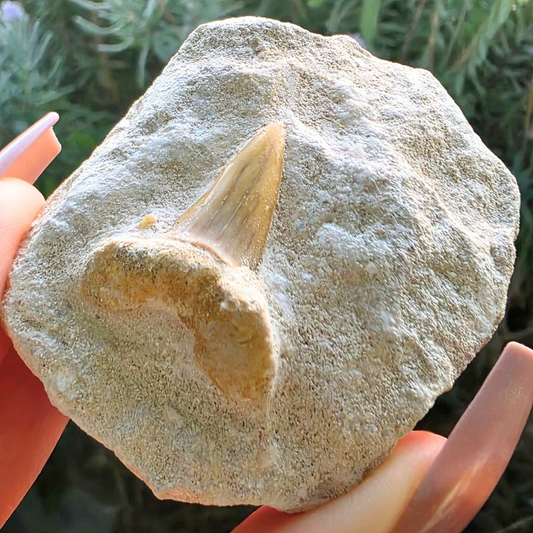Megalodon Shark Tooth Fossil
