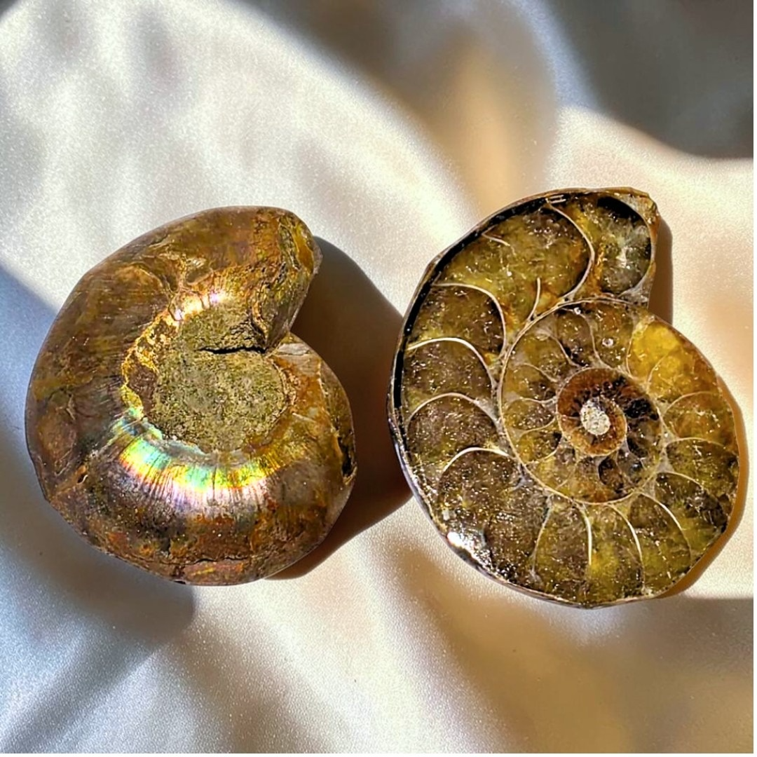 Iridescent Ammonite Fossil Shell Pair