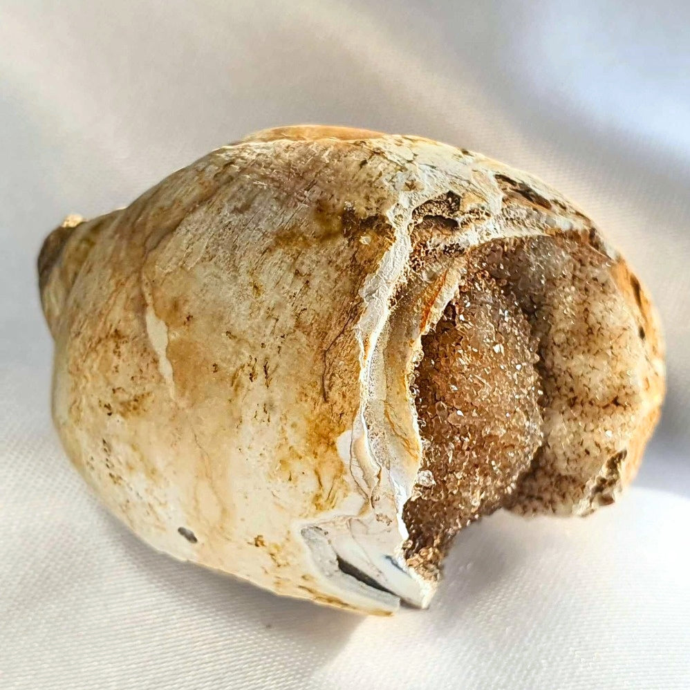 Rare Spirallite Shell Fossil with Druzy Chalcedony & Quartz (includes certificate)