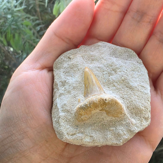 Megalodon Shark Tooth Fossil