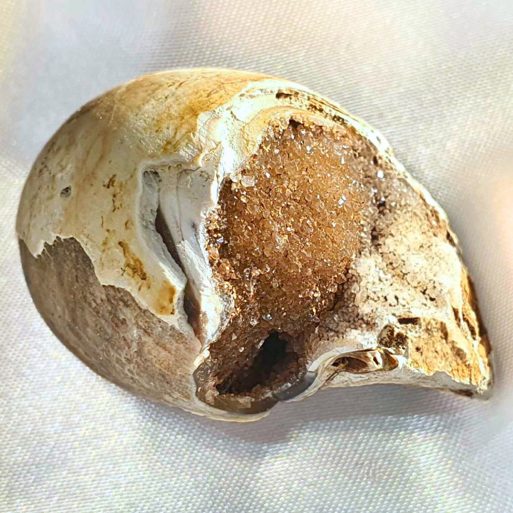 Rare Spirallite Shell Fossil with Druzy Chalcedony & Quartz (includes certificate)