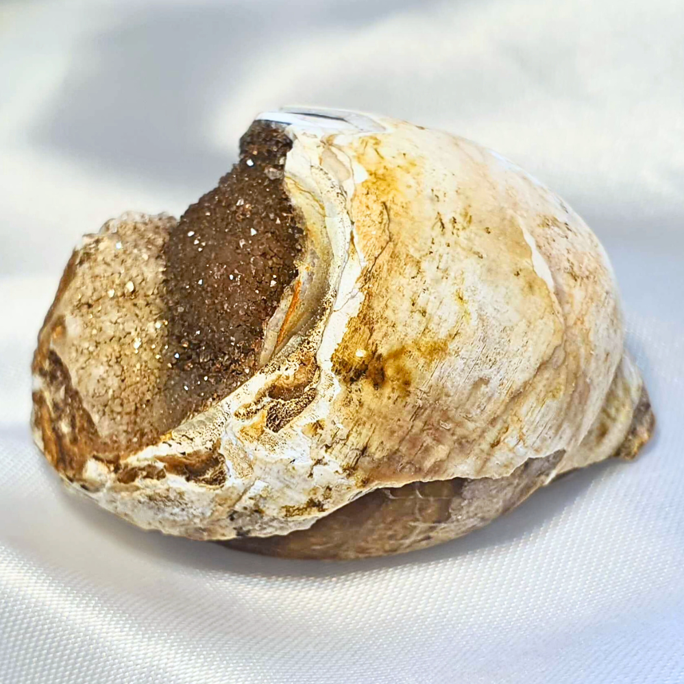 Rare Spirallite Shell Fossil with Druzy Chalcedony & Quartz (includes certificate)