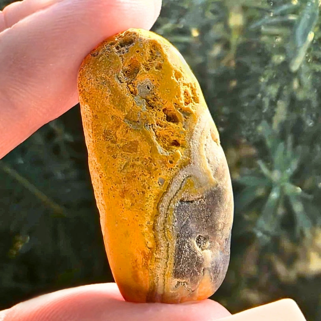 Rare Bumble Bee Jasper Raw Freeform