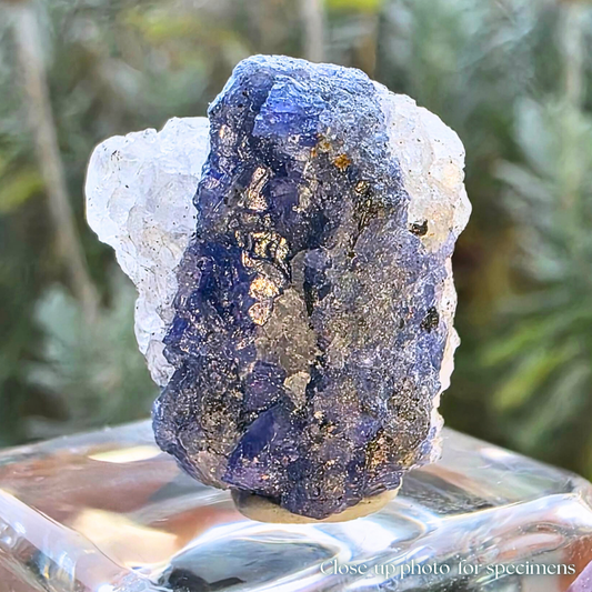 Natural blue Tanzanite in Quartz Specimen