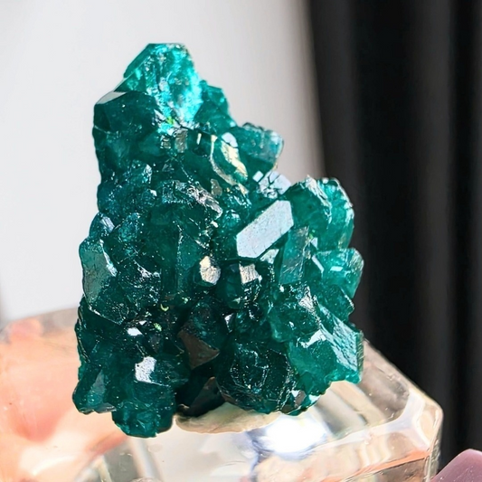 Rare Dioptase Collector's Crystal Specimen - Congo