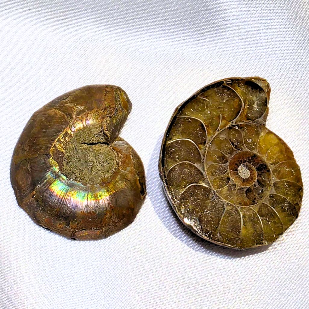 Iridescent Ammonite Fossil Set