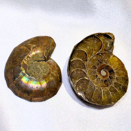 Iridescent Ammonite Fossil Set