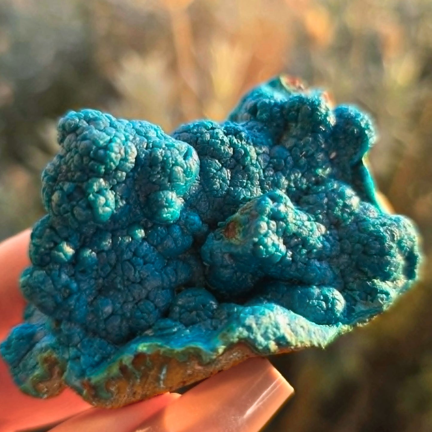 Extra Grade Silica Botryoidal Chrysocolla Cluster - DRC
